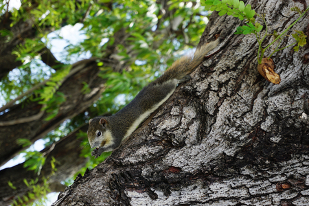 Squirrel on the tree trunkの写真素材