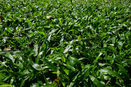 Green grass natural background texture