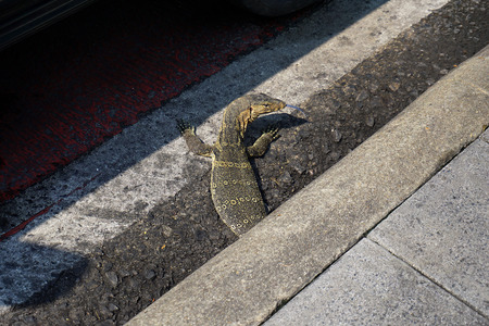 lizard on the roadの写真素材