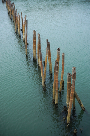 Bamboo embroidered in the sea for save mangrove forest