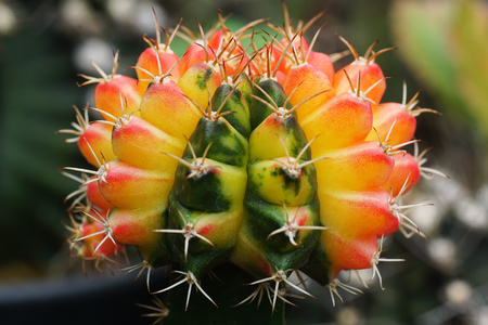 Close up thorn cactus for texture backgroundの写真素材