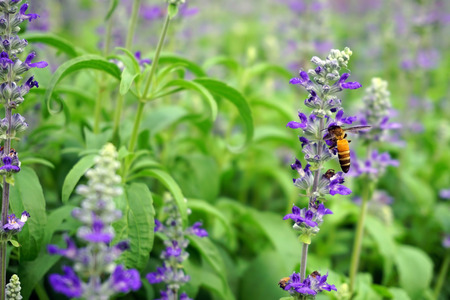 violet flowers on field abstract backgroundの写真素材