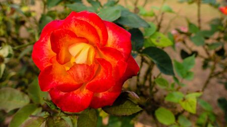 Bis Red Roseの写真素材