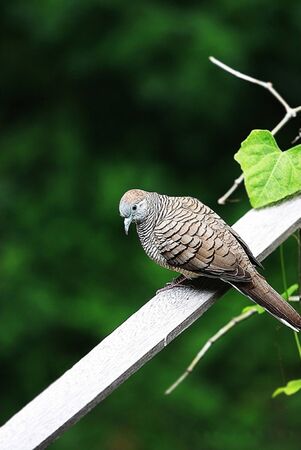 Bird On branchの写真素材