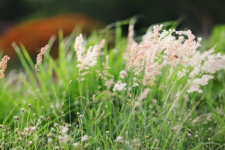 grass flowerの写真素材