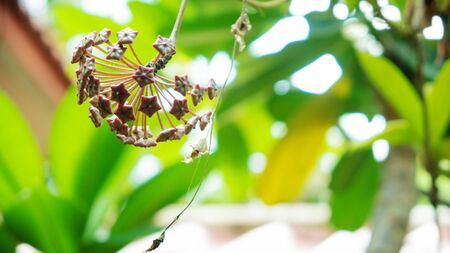 hoya flowerの写真素材