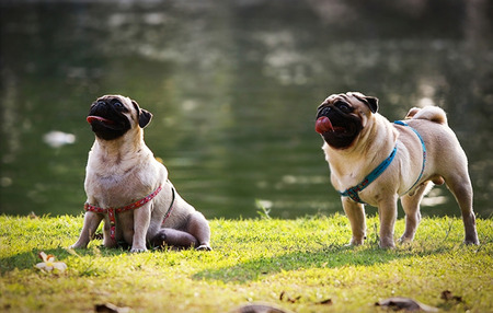 pug puppiesの写真素材