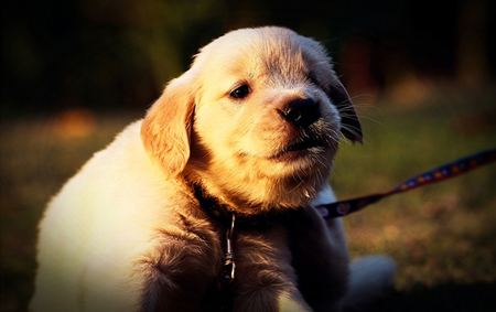 cute puppyの写真素材