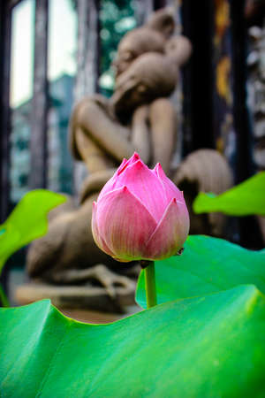 one pink lotusの写真素材