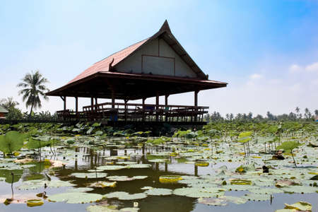 Wooden Pavilion Among The Lotus Farmの写真素材