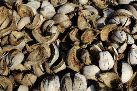 Pile of discarded coconut shellの写真素材