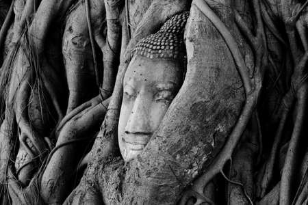 Head Of Ancient Buddha Statue In Bodhi Tree Roots, Black And Whiteの写真素材