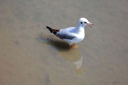 A Seagull On The Wetlandsの写真素材
