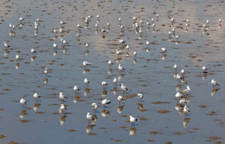 Masses Seagulls On Wetlandsの写真素材
