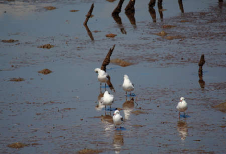 A Group Of Seagulls Bird On Wetlandsの写真素材