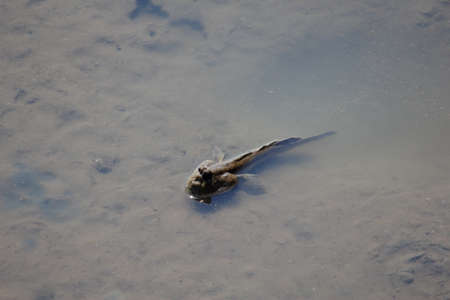 A Mudskipper Soaking In Waterの写真素材
