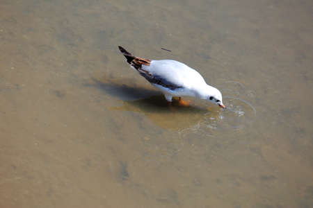 A Seagull Drinking Water On The wetlandsの写真素材