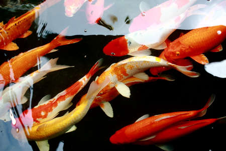 various color koi fish swimming in poolの写真素材