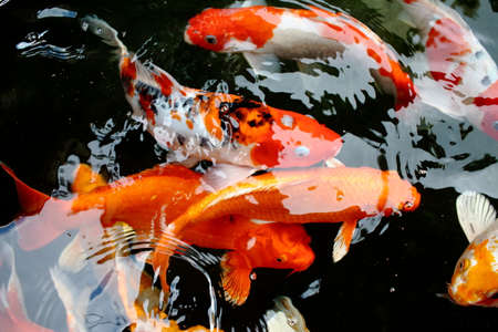various color koi fish swimming in poolの写真素材