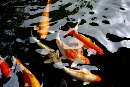 various color koi fish swimming in poolの写真素材