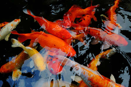 various color koi fish swimming in poolの写真素材