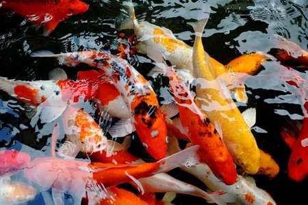 various color koi fish swimming in poolの写真素材