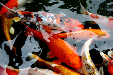 various color koi fish swimming in poolの写真素材