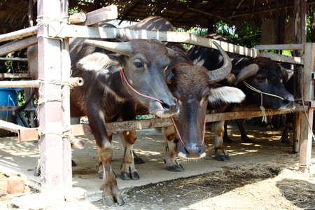 Buffalo In A Wooden Stallの写真素材