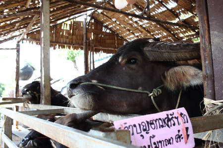 Buffalo In A Wooden Stallの写真素材