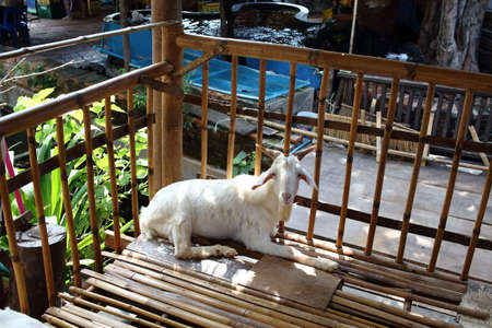 White Goat Lying In A Bamboo Stallの写真素材