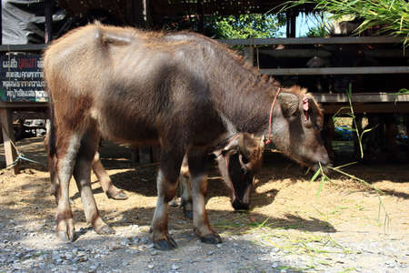 A Little Water Buffalo Eatin Grass Outside Wooden Stallの写真素材