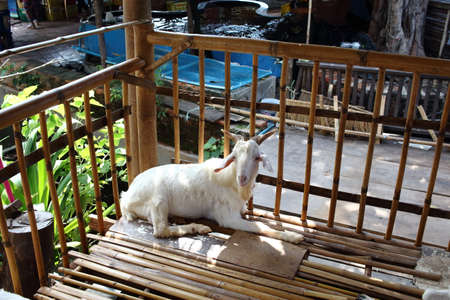 White Goat Lying In A Bamboo Stallの写真素材