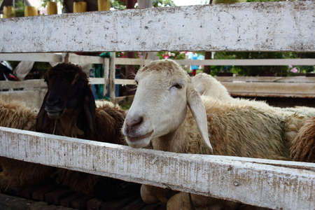White Sheep Lying In A Wooden Stallの写真素材