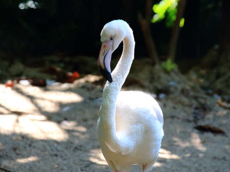 Close Up of White Flamingoの写真素材