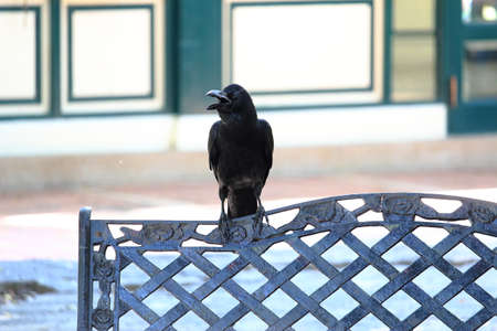 A Crow On Steel Bench At The Parkの写真素材