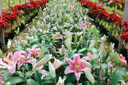 Row of Pink Lilies In the Gardenの写真素材