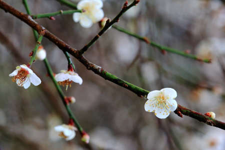 Beautiful Plum Flower On The Branchの写真素材