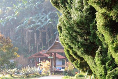 Sunlight On Pine Treeの写真素材