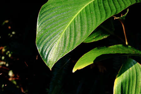 Dew On Green Leafの写真素材