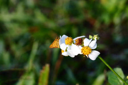 Butterfly On White Flower In the Morningの写真素材