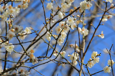 Plum Blossom On Branch With Blue Sky Backgroundの写真素材