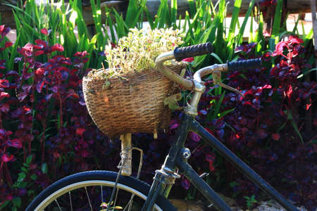 Close Up of A Bike Basket Contains Small Treeの写真素材