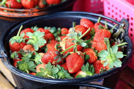 Pile of Red Strawberries In Black Plastic Bucket