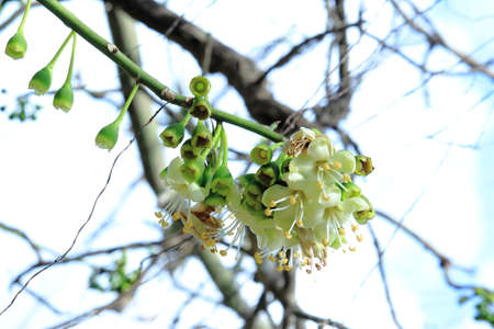 Flowers of White Silk Cotton Tree