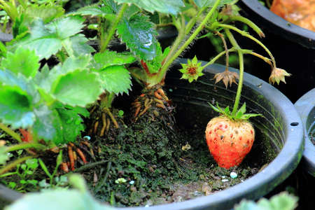 Rotten Strawberry In Tree Potの写真素材