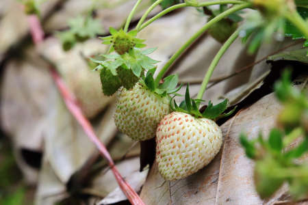 Fresh White Strawberry In the Farmの写真素材