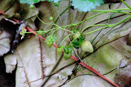 Unharvested Fresh White Strawberry In Strawberry Farmの写真素材