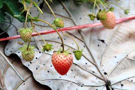 Unharvested Fresh Strawberry In Strawberry Farmの写真素材
