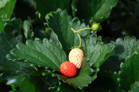 Fresh White And Red Strawberry On Green Strawberry Leafの写真素材