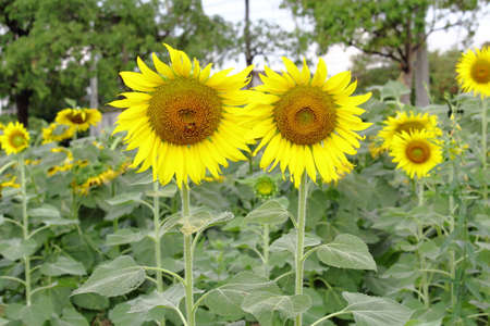 Sunflowers Bloom In Sunflower Farmの写真素材